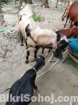 তোতা পুরি ছাগল